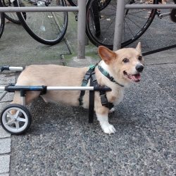 Psík s invalidným vozíkom.