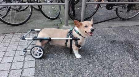 Psík s invalidným vozíkom.